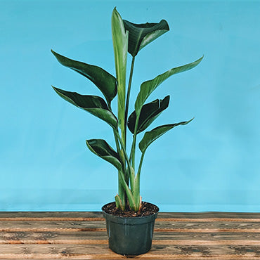 Birds of Paradise Plant (STRELITZIA) - By Plant Collective | Indoor House Plants, Succulents, Air Plants & Terrariums - Toronto Canada