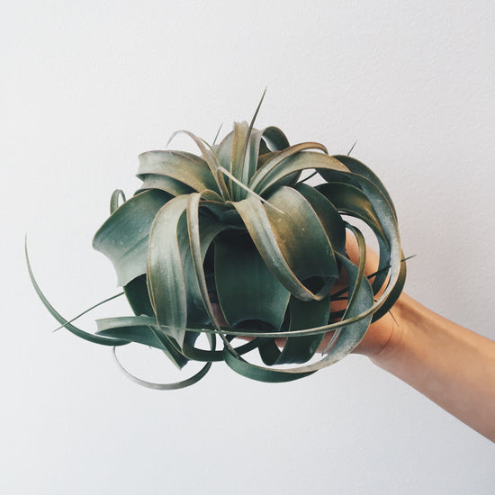 Xerographica (King Size Air Plants) - Plant Collective