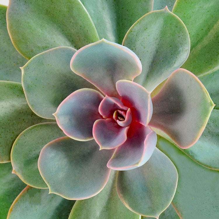 Echeveria Perle Von Nurnburg