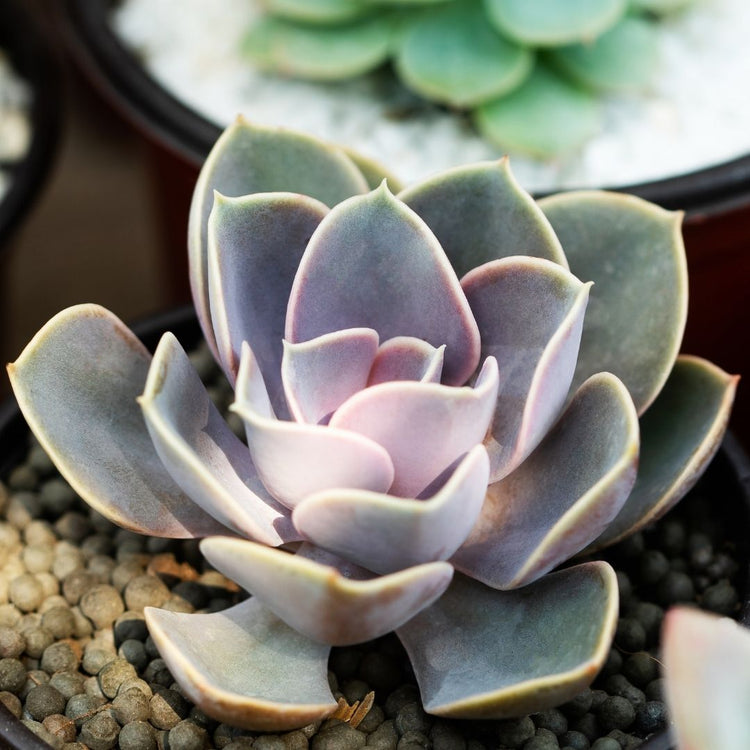 Echeveria Perle Von Nurnburg