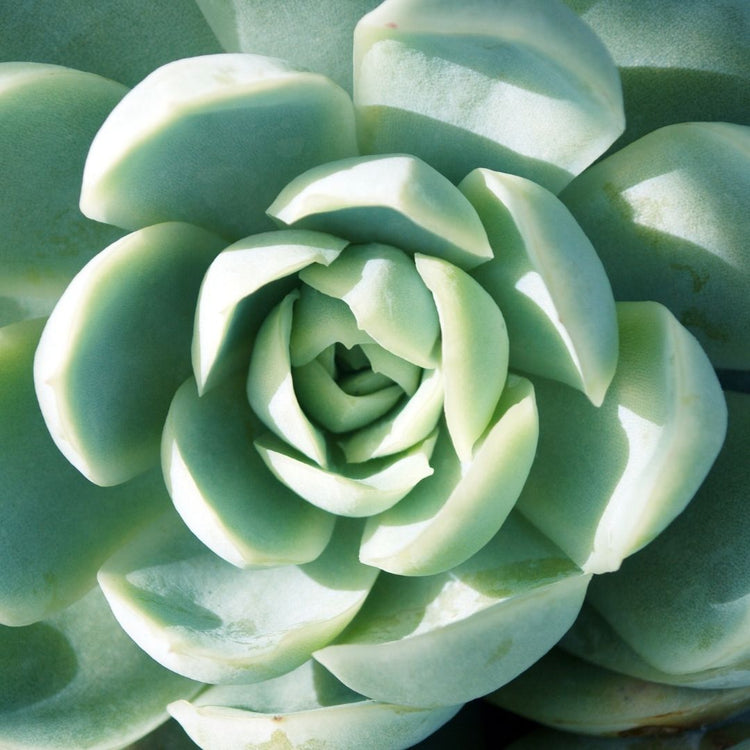 Echeveria Elegans