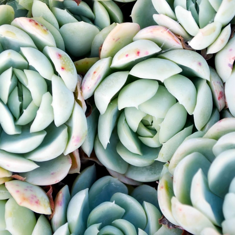 Echeveria Elegans