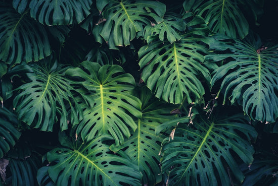 Monstera Deliciosa (Swiss Cheese Plant) - Plant Collective