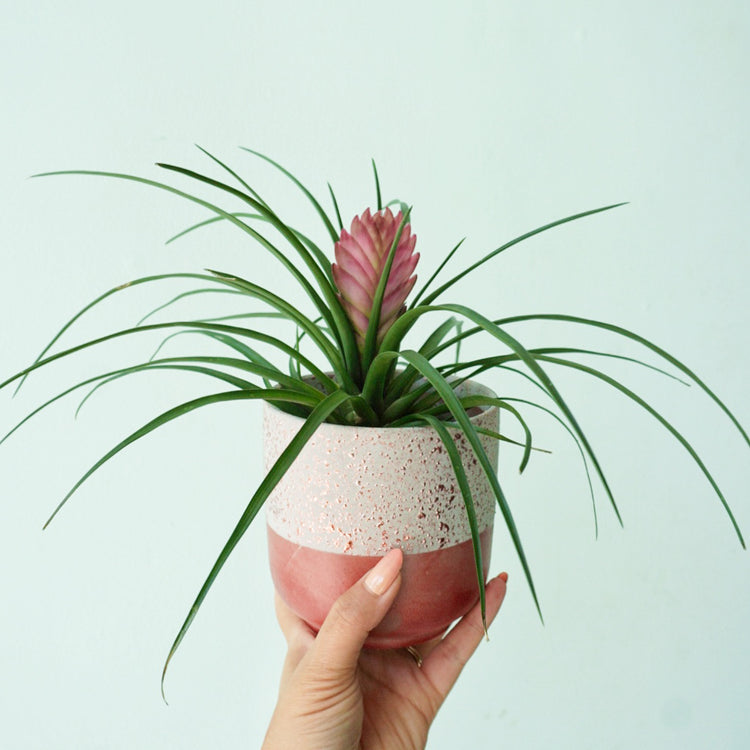 Pink Quill (Tillandsia Cyanea) - Plant Collective