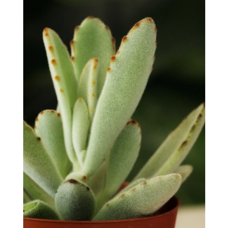 Panda Plant (Kalanchoe Tomentosa) - Plant Collective