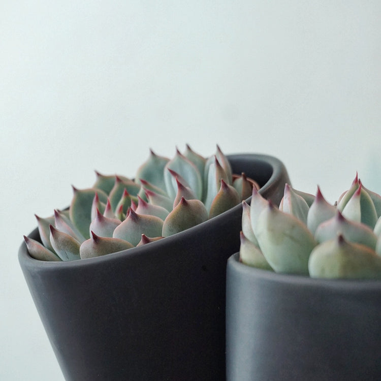 Echeveria Parva - Plant Collective