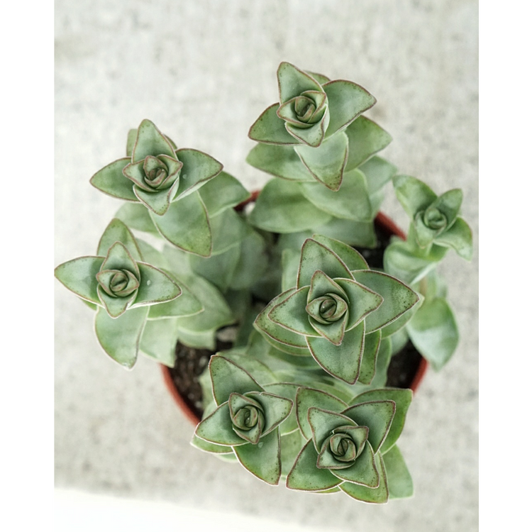 String of Buttons - Plant Collective