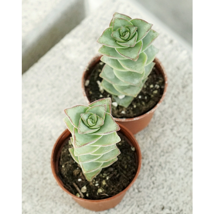 String of Buttons - Plant Collective