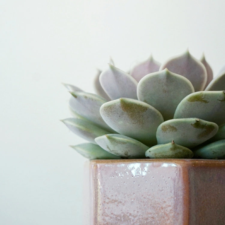 Echeveria Lola - Plant Collective