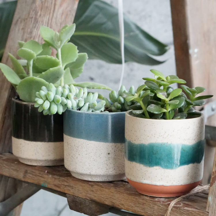 Baja Pot - By Plant Collective | Indoor House Plants, Succulents, Air Plants & Terrariums - Toronto Canada