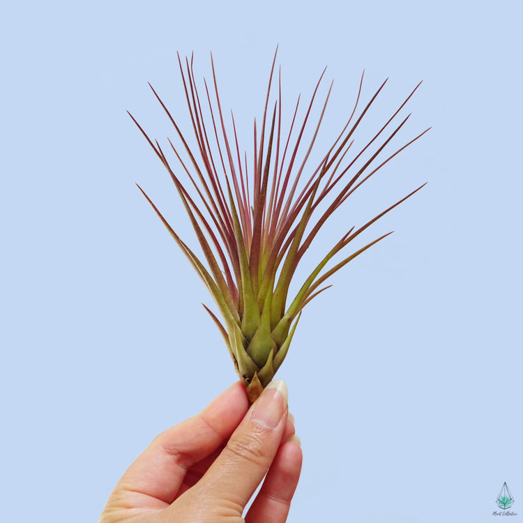Tillandsia Melanocrater - Plant Collective