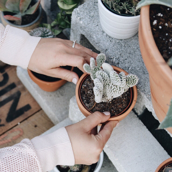 Bunny Ears Cactus (Opuntia Microdasys) - Plant Collective