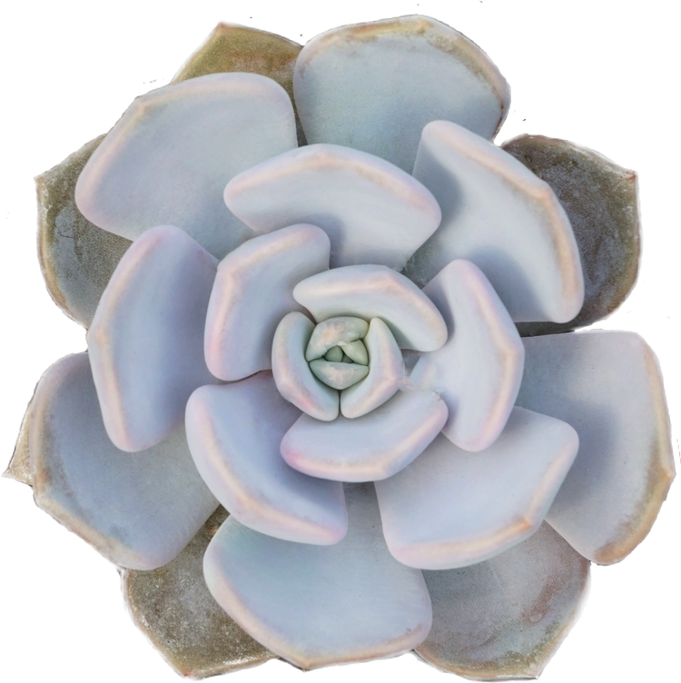 Echeveria Asante Sana - By Plant Collective | Indoor House Plants, Succulents, Air Plants & Terrariums - Toronto Canada