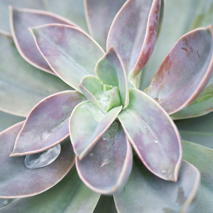 Graptoveria Fred Ives