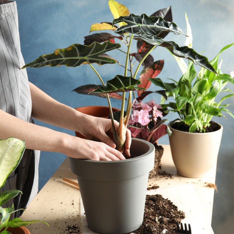 Alocasia Polly - Plant Collective