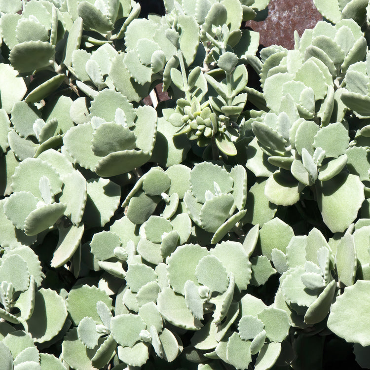 Kalanchoe Millotii