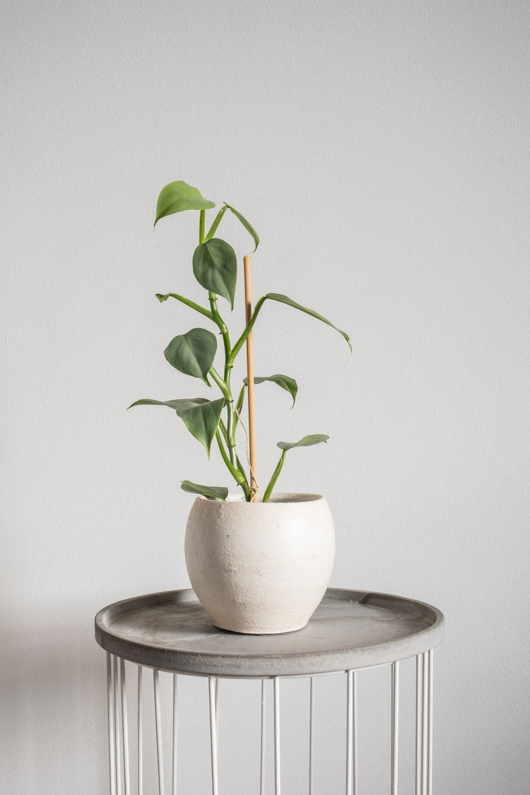 Philodendron Silver Sword