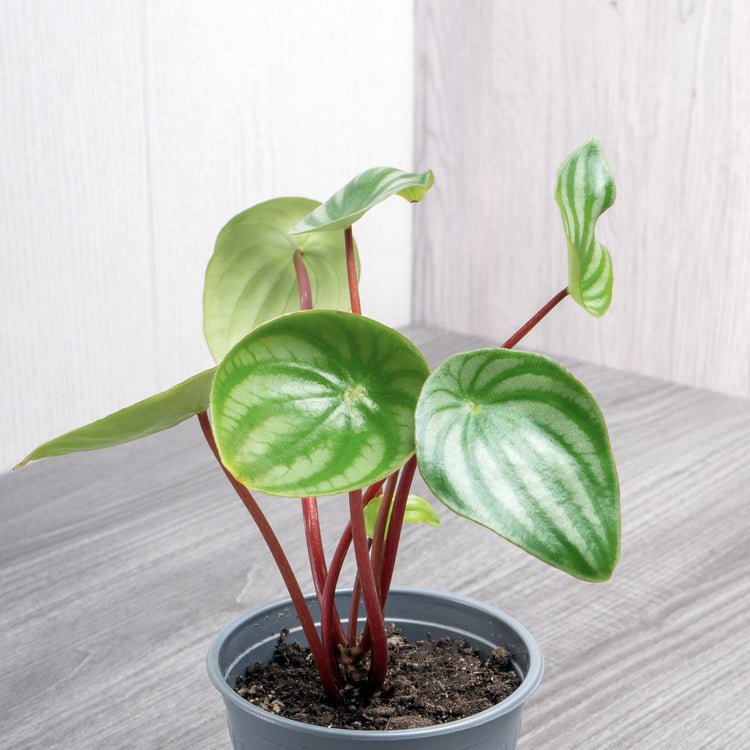 Watermelon Peperomia - Plant Collective