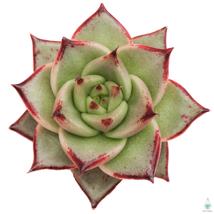 Echeveria Agavoides 'Ebony' - Plant Collective
