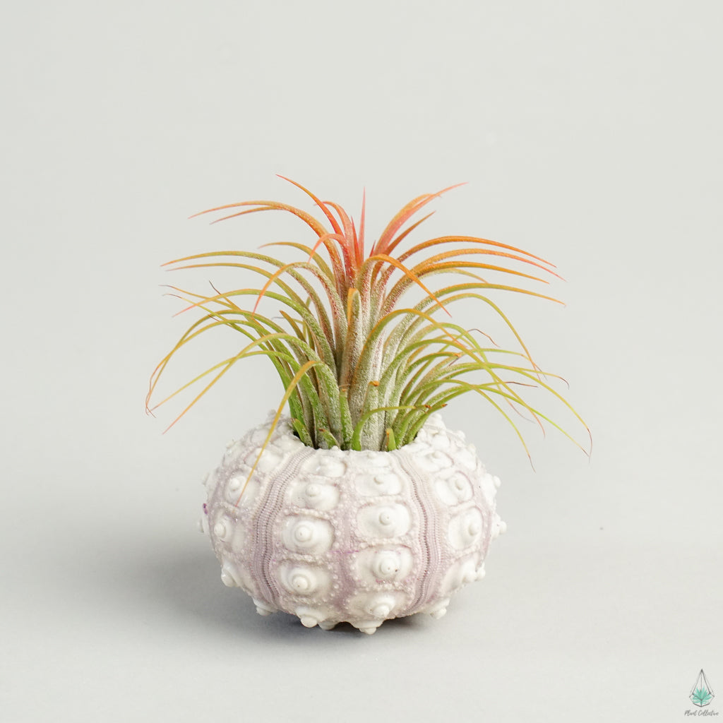 Air Plant Jellyfish (Sea Urchin Shell)