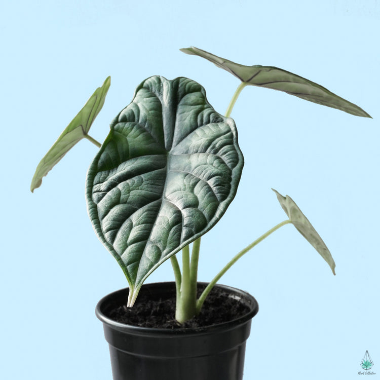 Alocasia Dragon Scale