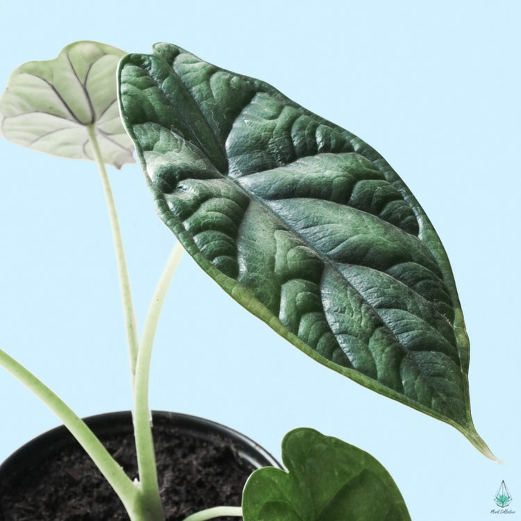 Alocasia Dragon Scale