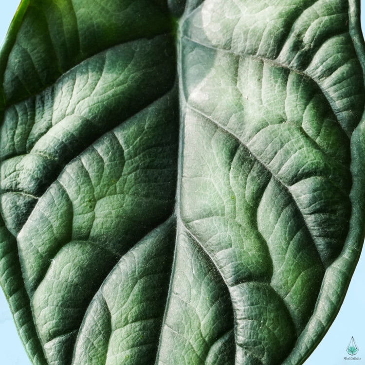 Alocasia Dragon Scale