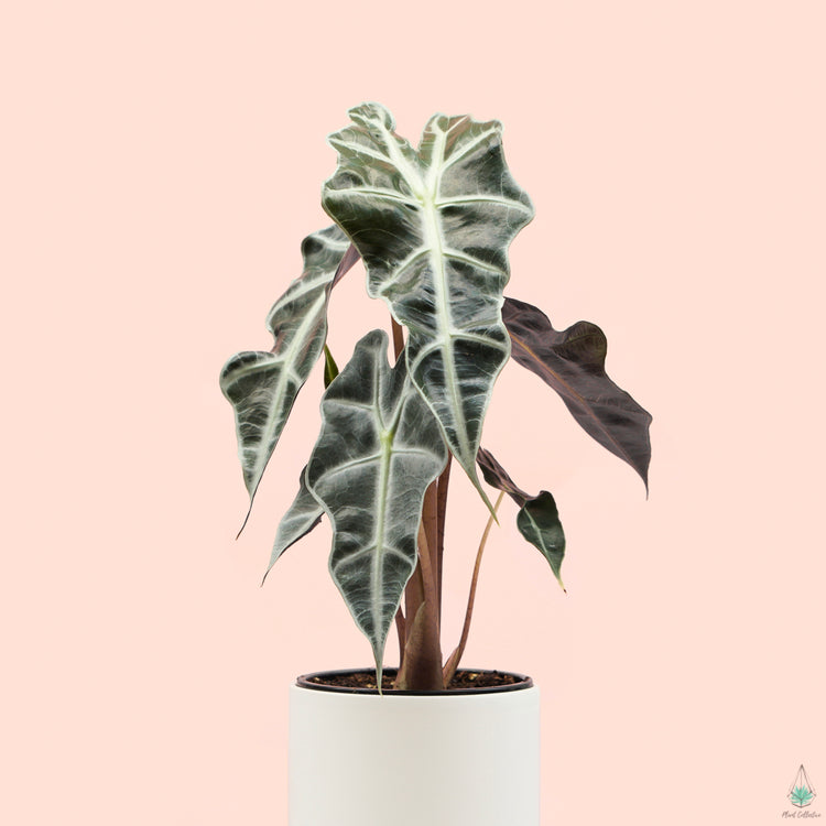 Alocasia Polly - Plant Collective