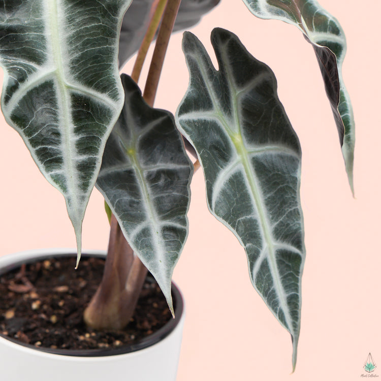 Alocasia Polly - Plant Collective