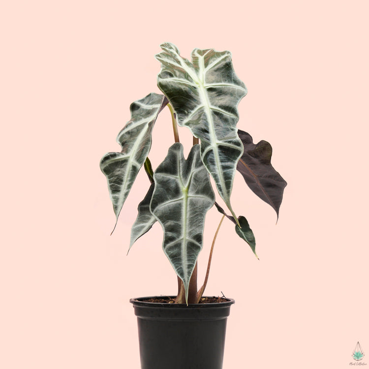 Alocasia Polly - Plant Collective