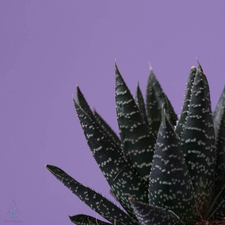 Aloe Flow (Gasteria Flow) - Plant Collective