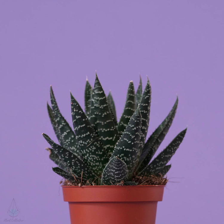 Aloe Flow (Gasteria Flow) - Plant Collective