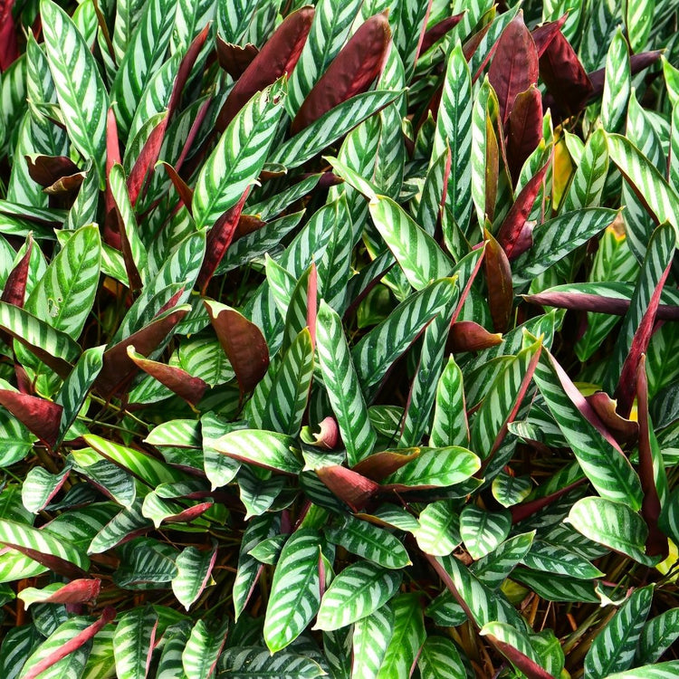 Assorted Calathea