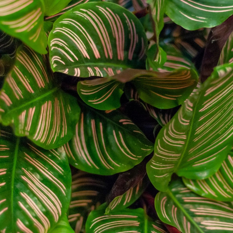 Assorted Calathea