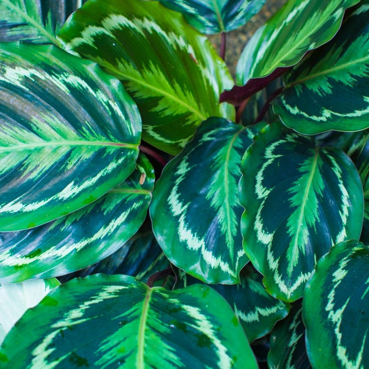 Assorted Calathea