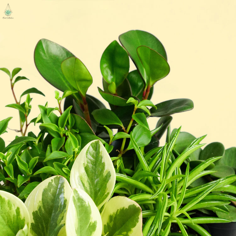 Assorted Peperomia - Plant Collective