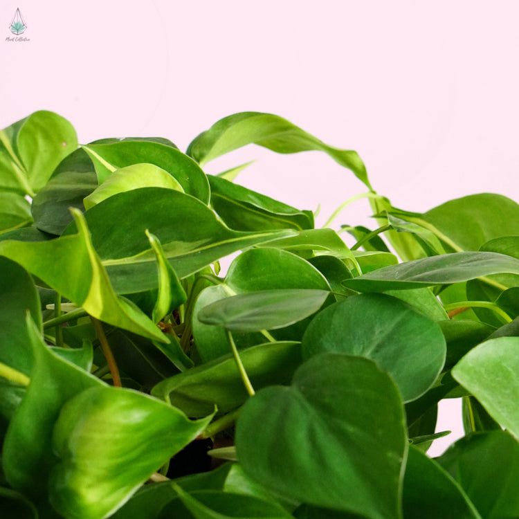 Assorted Philodendron