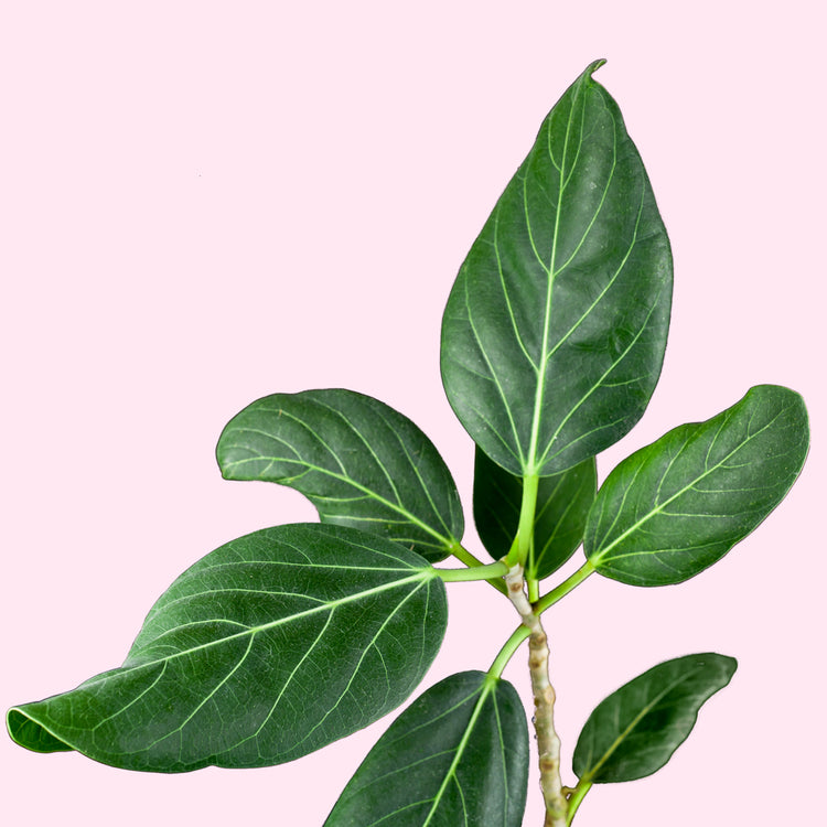 Ficus Audrey