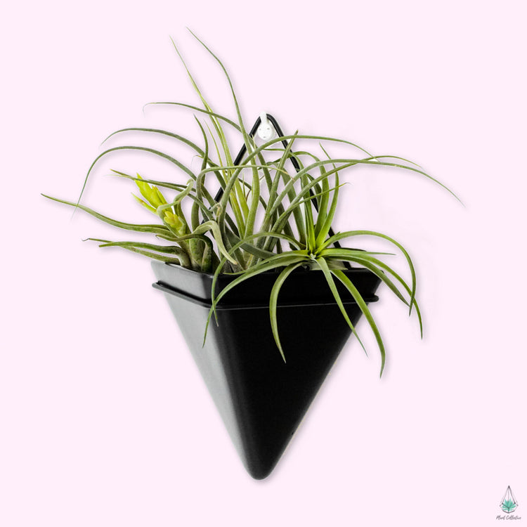 Triangle Wall Planters