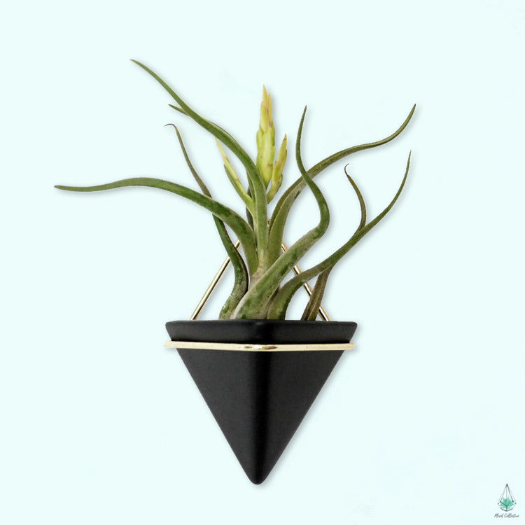 Triangle Wall Planters