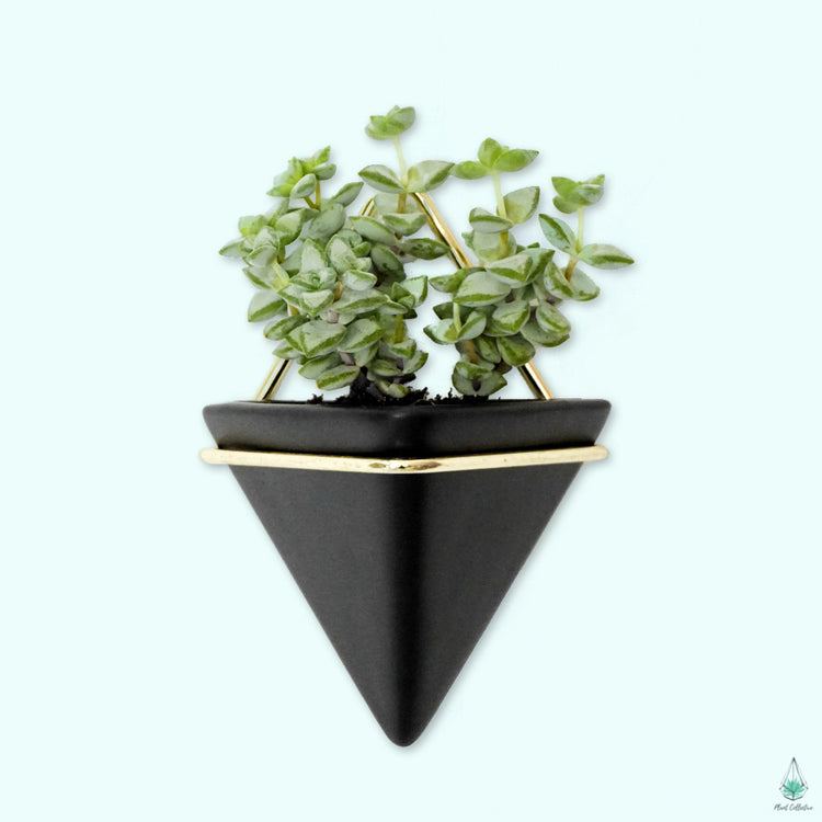 Triangle Wall Planters