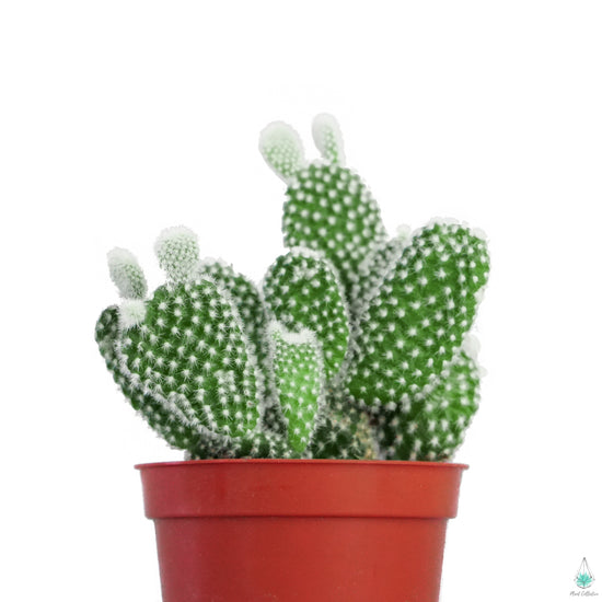 Bunny Ears Cactus (Opuntia Microdasys) - Plant Collective