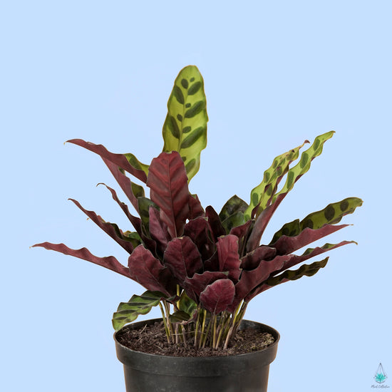 Rattlesnake Plant (Calathea Lancifolia) - Plant Collective