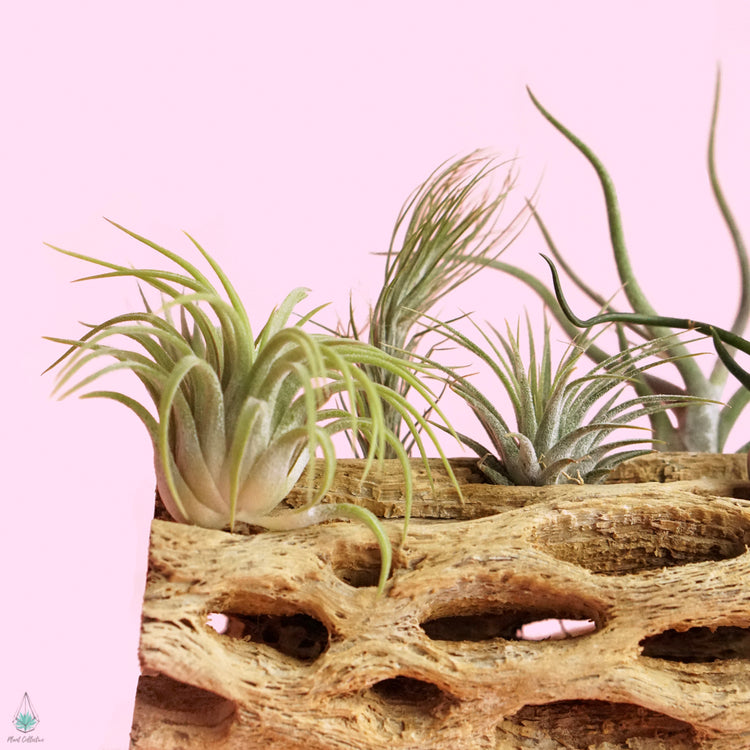 Cholla Wood