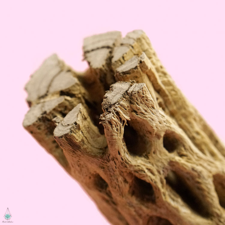Cholla Wood