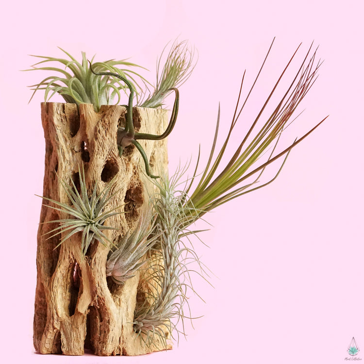 Cholla Wood