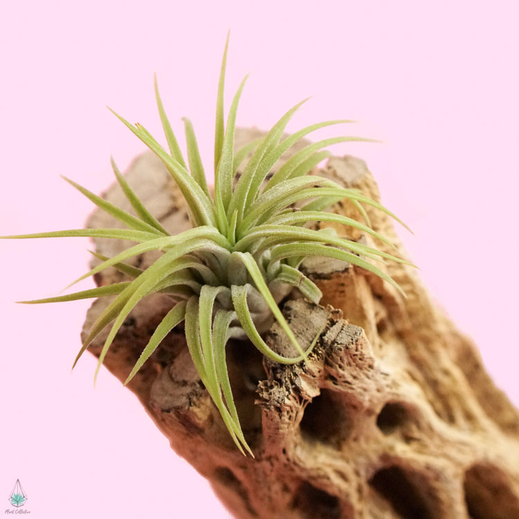 Cholla Wood