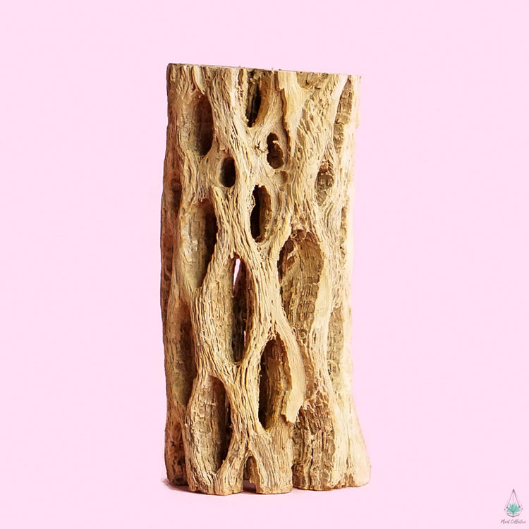 Cholla Wood