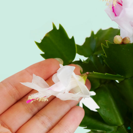 Holiday (Christmas) Cactus - Plant Collective