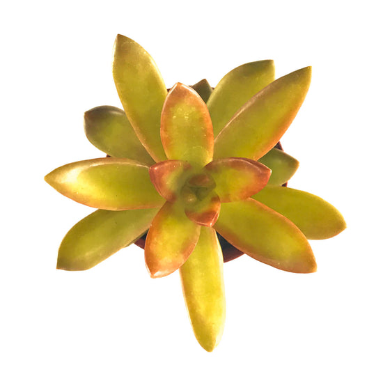 Echeveria Coppertone - Plant Collective